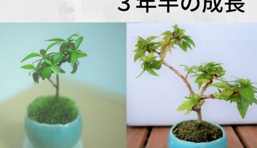 ミニ盆栽「アベリア」３年半の成長記録を写真で振返る【石木花】