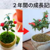 ミニ盆栽「カマツカコケモモ」２年前からの成長を写真で見る【石木花】