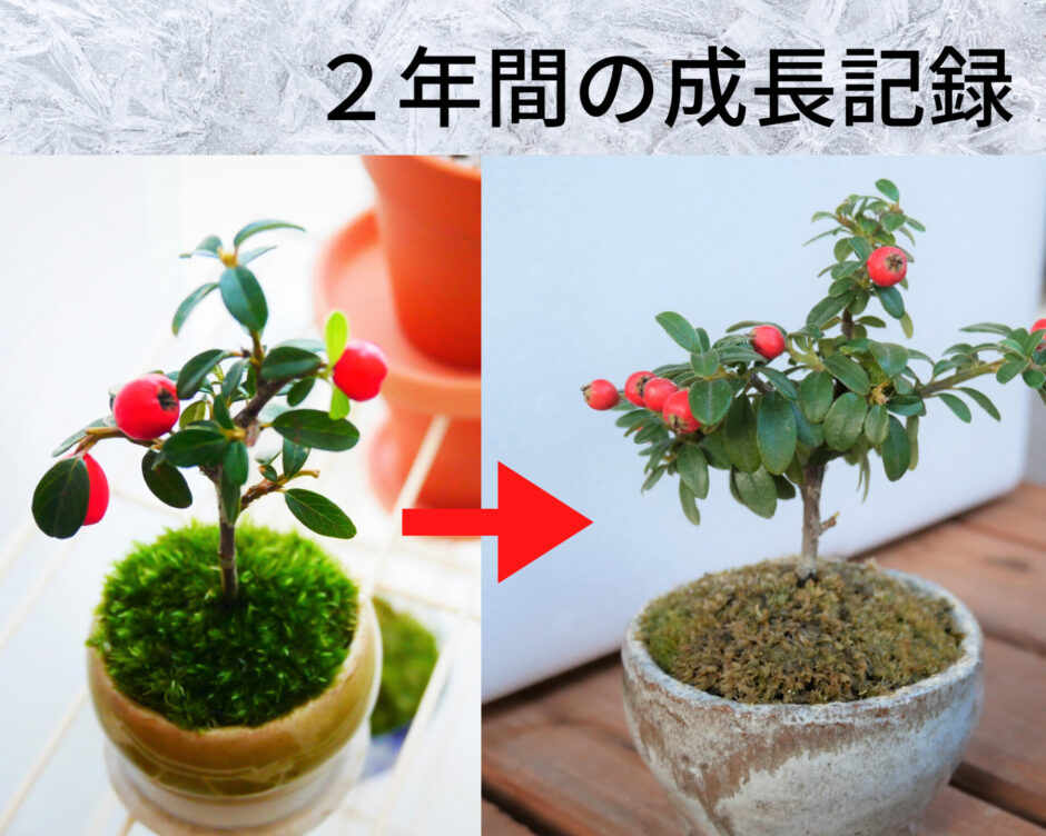 石木花のミニ盆栽「カマツカコケモモ」の成長記録