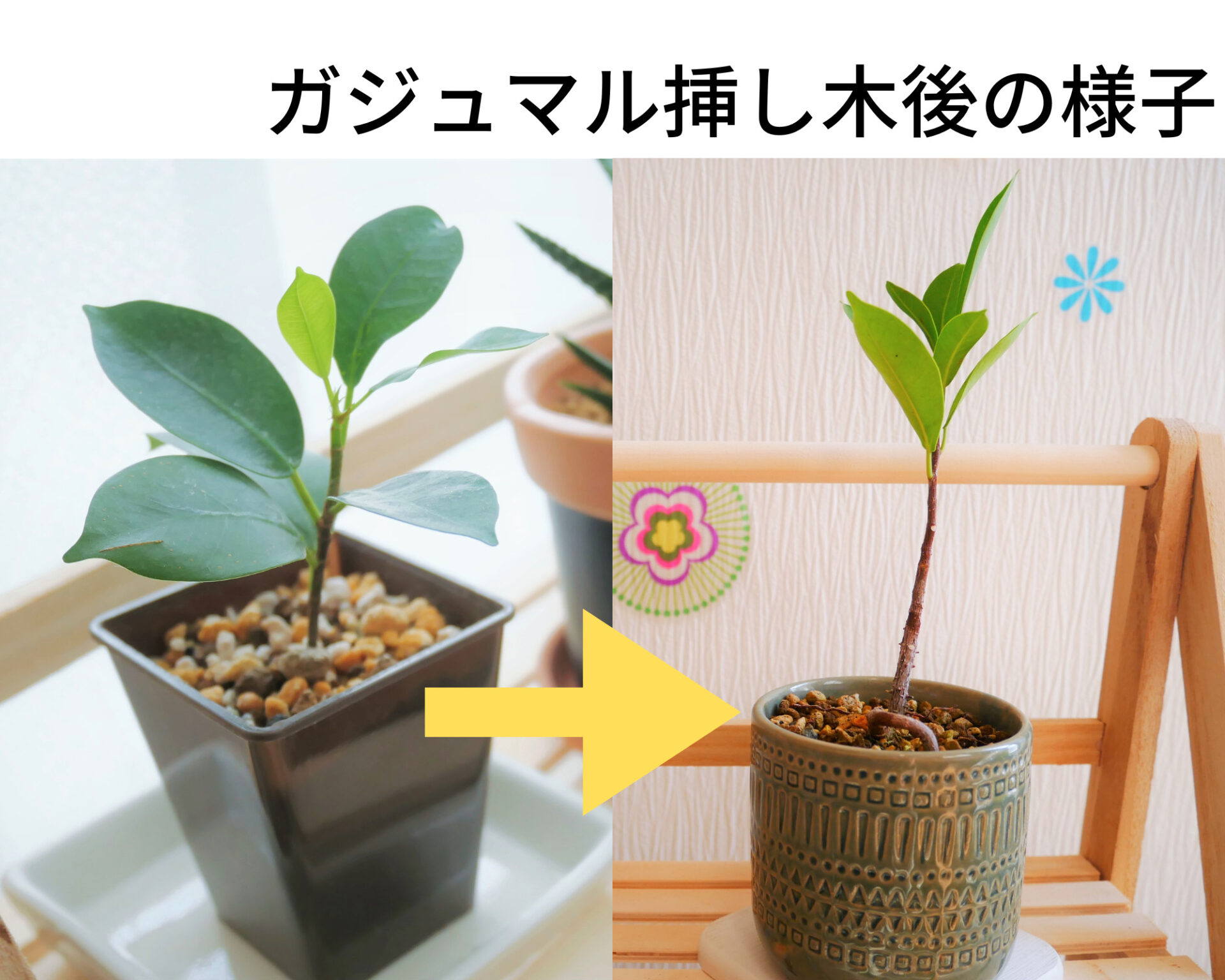 ガジュマル 挿し木 寄せ 植え