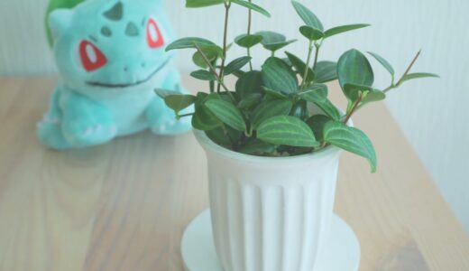 DAISO 観葉植物：ペペロミア・アングラータの紹介【育てやすく初心者にもおすすめ！】