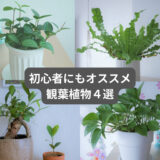 初心者にオススメの観葉植物（ペペロミア・アスプウレニウム・ガジュマル・ポトス）