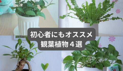 初心者におすすめの観葉植物４選～個人的に育てやすいと感じた植物を厳選・まとめ～