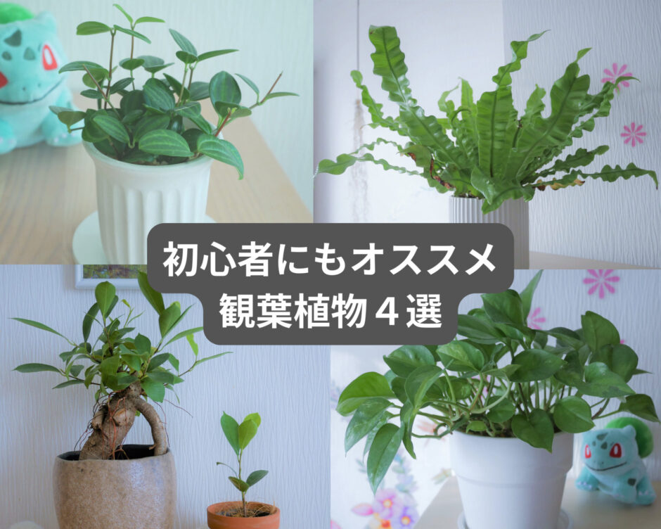 初心者にオススメの観葉植物（ペペロミア・アスプウレニウム・ガジュマル・ポトス）