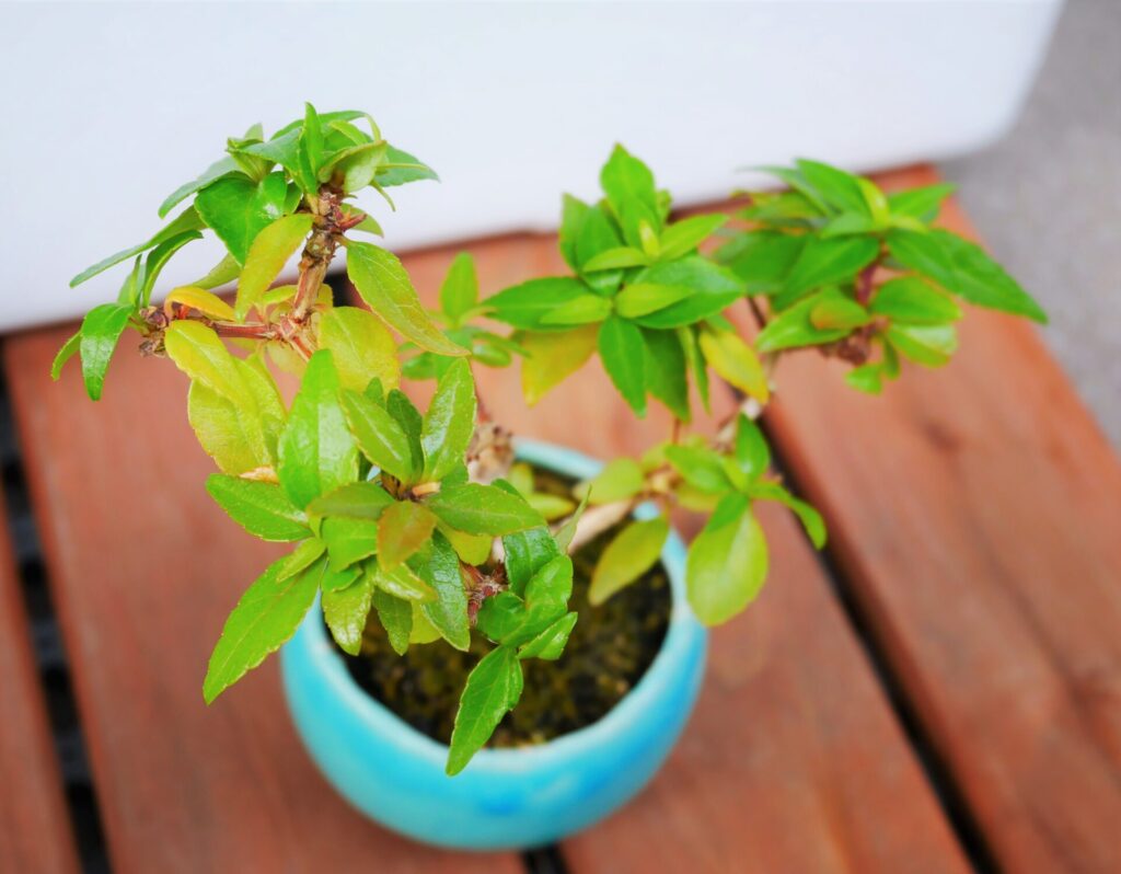 石木花のアベリアのミニ盆栽を上から見た姿