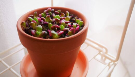 【多肉植物】桜吹雪の成長記録と、私の育て方【ピンク色の紅葉がかわいい】