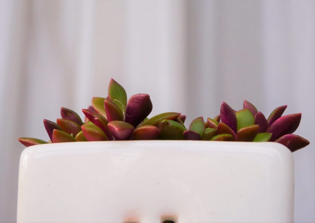 多肉植物「桜吹雪」の紅葉を下から見た姿