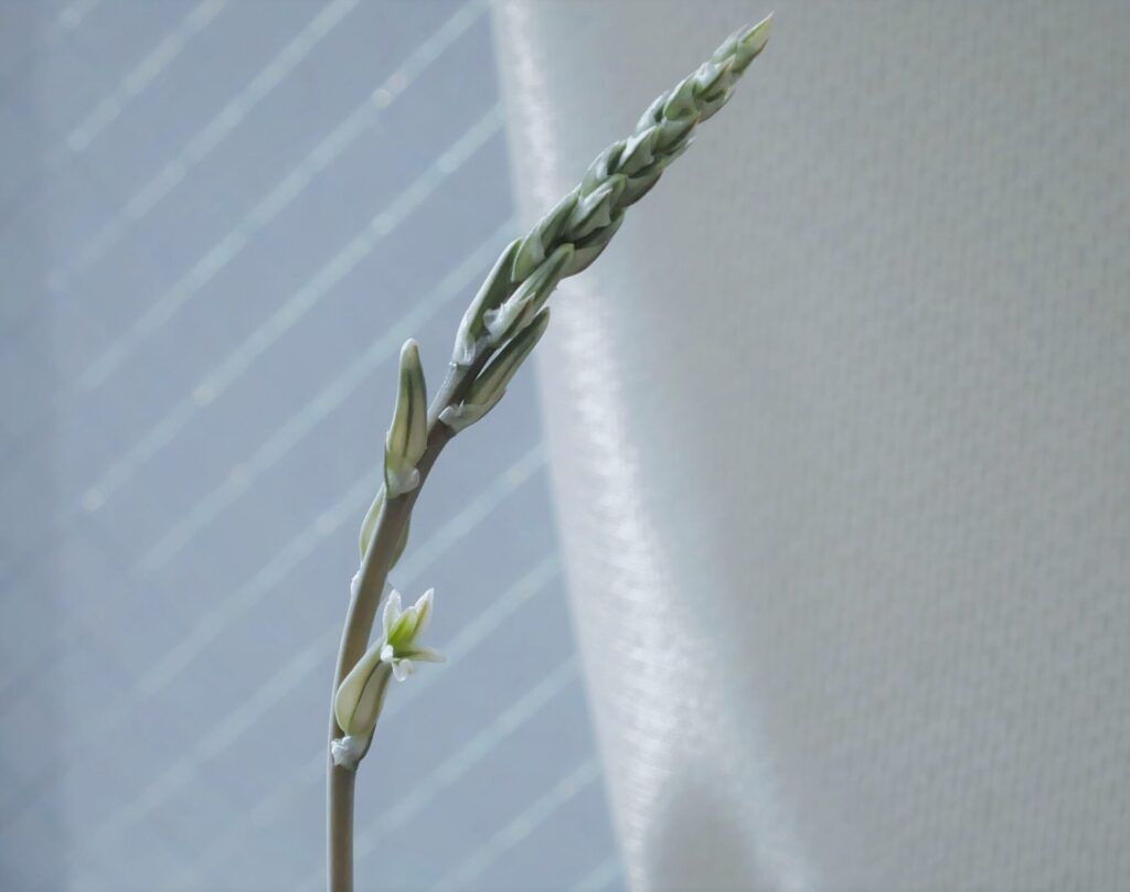 軟葉系ハオルチア「ミラーボール」の花