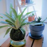 枯れずに生き生きと育っている植物