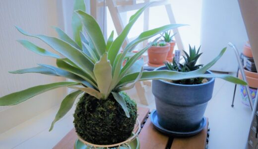 植物を枯らさずに育てるコツ～お迎えした植物と長く付き合いたい方へ～